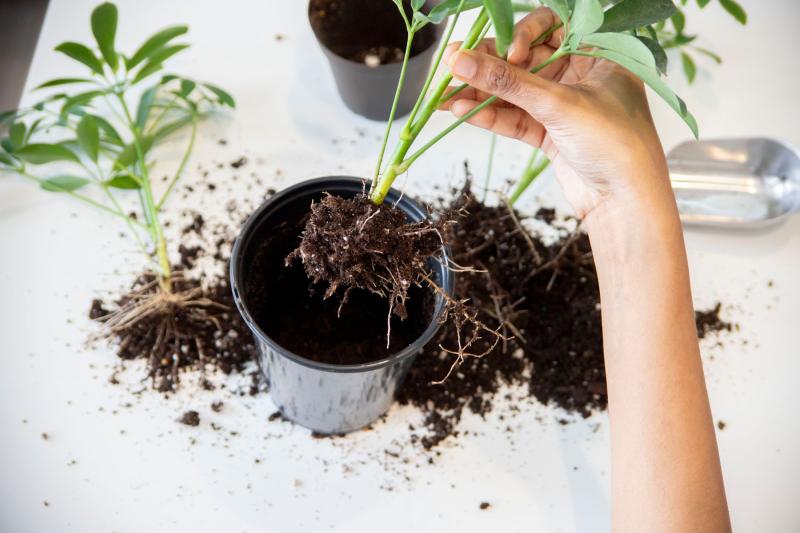Manos revisando las raíces de una planta recién llegada