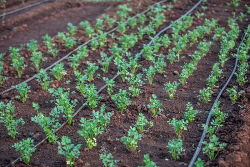 Huerto con hileras de plantas regadas con tuberías de riego por goteo
