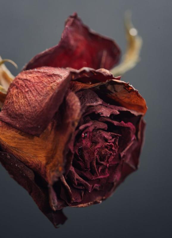 Rosa marchita y seca de cerca