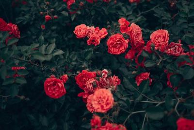 Arbusto de rosal cubierto de flores