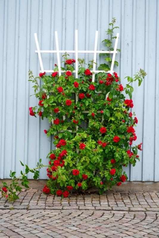 Rosal trepador rojo en un enrejado blanco
