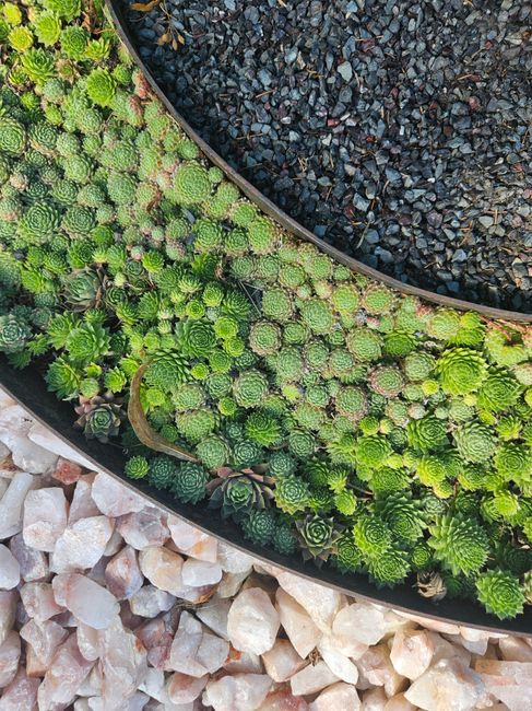 Suculentas plantadas entre gravilla y cantos rodados