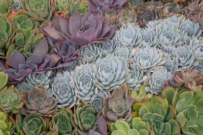 Variedad de suculentas reales de distintos colores creciendo juntas