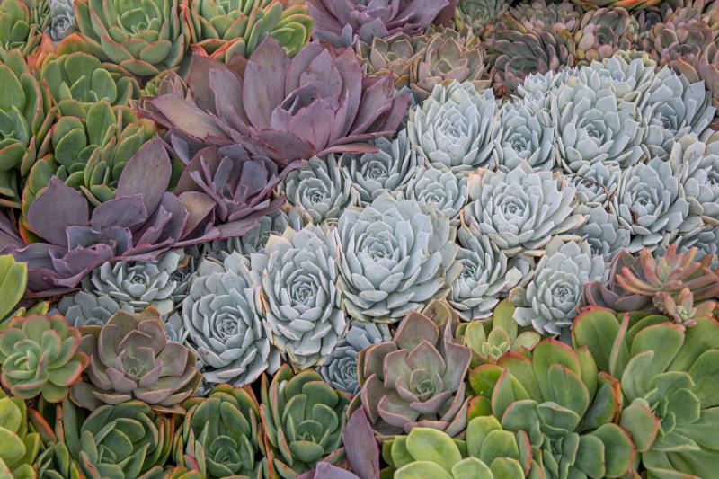 Variedad de suculentas reales de distintos colores creciendo juntas