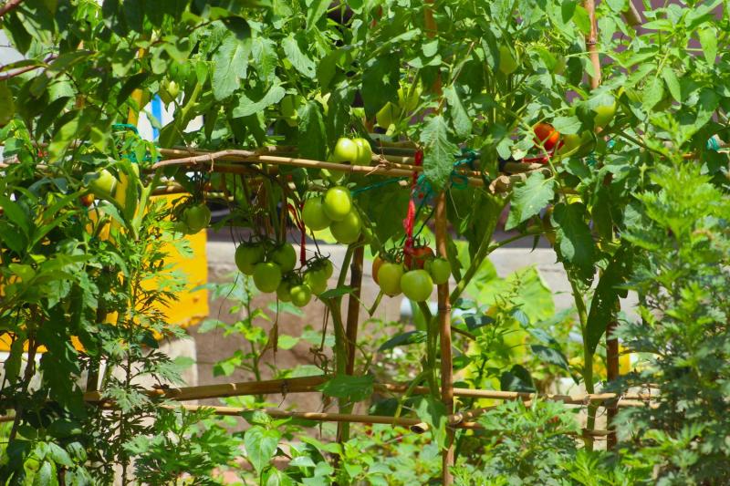 Tomatera entutorada con cañas en el huerto