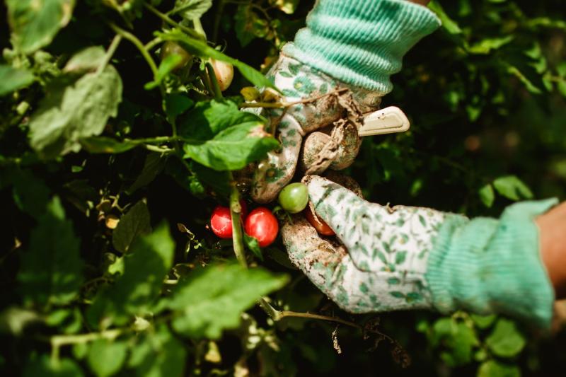Manos quitando un chupón de una tomatera