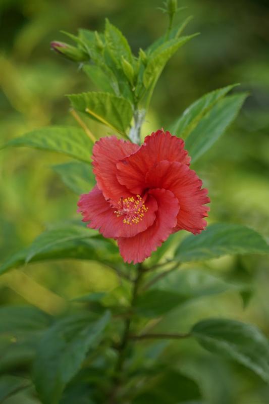 Flor roja de hibisco en un jardín tropical