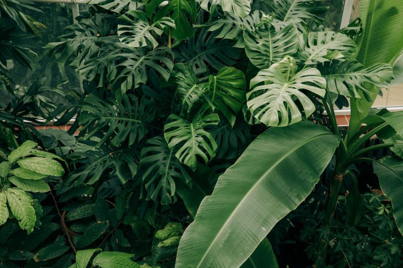Hojas grandes de monstera y platanera muy juntas