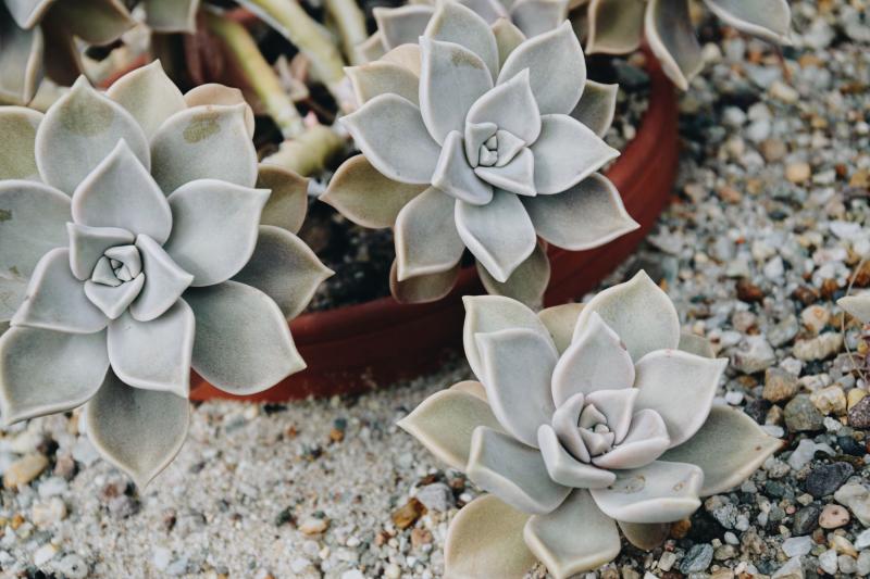 Suculentas plantadas sobre grava