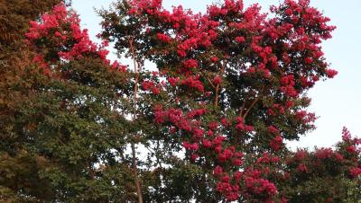 Árbol de Júpiter (Lagerstroemia indica) en plena floración roja
