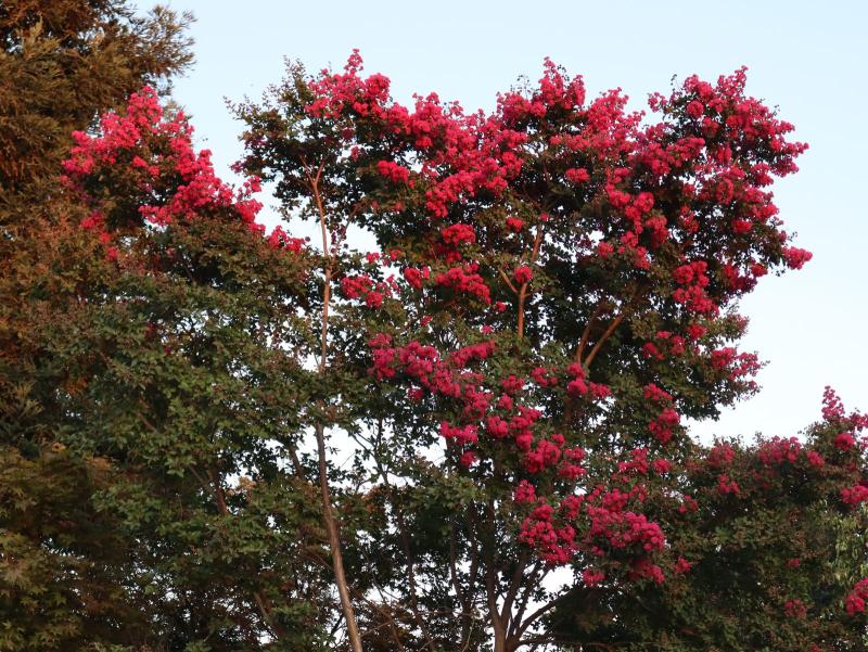 Árbol de Júpiter (Lagerstroemia indica) en plena floración roja