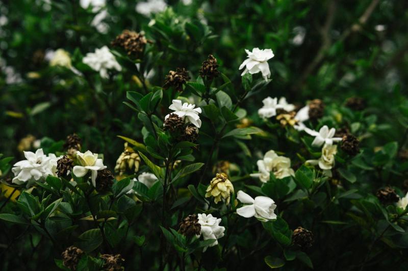 Arbusto de gardenia con varias flores blancas en el jardín
