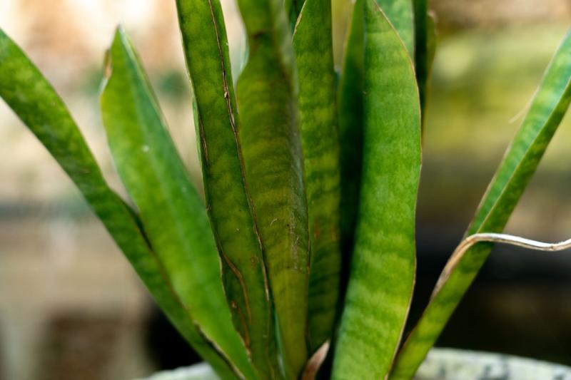 Detalle de las hojas verdes de una sansevieria