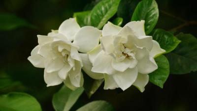 Flores blancas dobles de gardenia jasminoides con hojas verdes brillantes