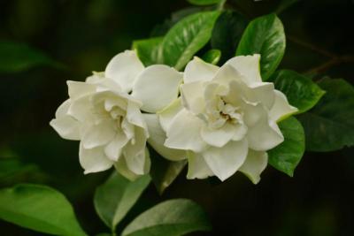 Flores blancas dobles de gardenia jasminoides con hojas verdes brillantes