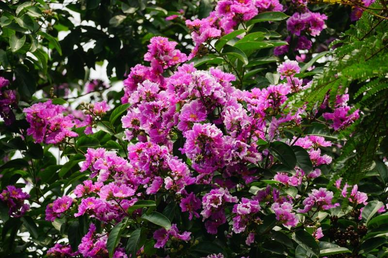 Árbol de Júpiter con abundante floración rosa, señal de buenos cuidados