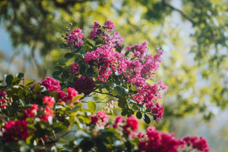 Flores rosas de Lagerstroemia indica, el árbol de Júpiter