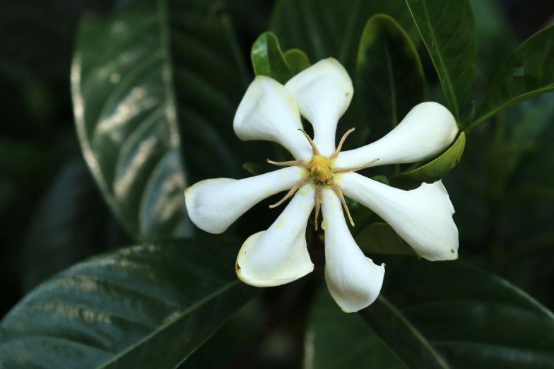Flor blanca de gardenia jasminoides con hojas verdes brillantes