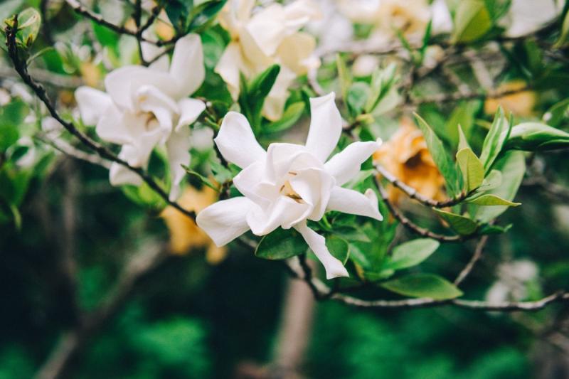 Flores de gardenia en distintas fases, algunas ya amarillentas