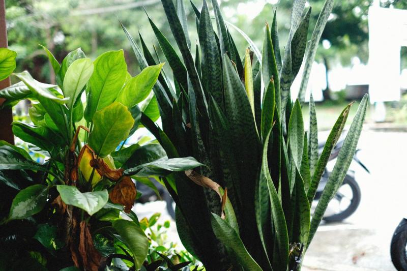 Hojas de sansevieria trifasciata con bordes amarillos