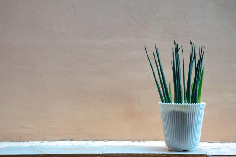 Maceta con planta en un alféizar, con luz natural