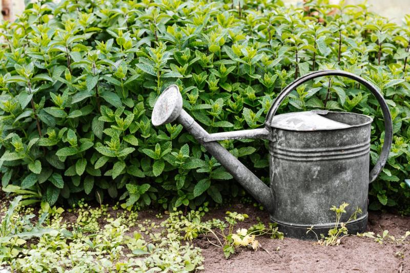 Regadera de metal junto a un macizo de tierra en un jardín