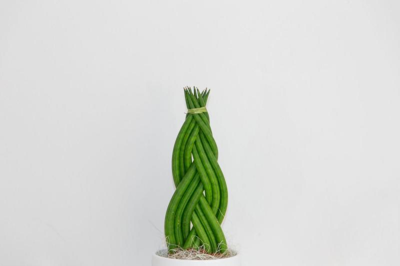 Sansevieria cylindrica con hojas cilíndricas trenzadas
