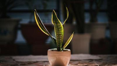 Sansevieria trifasciata joven en maceta de cerámica