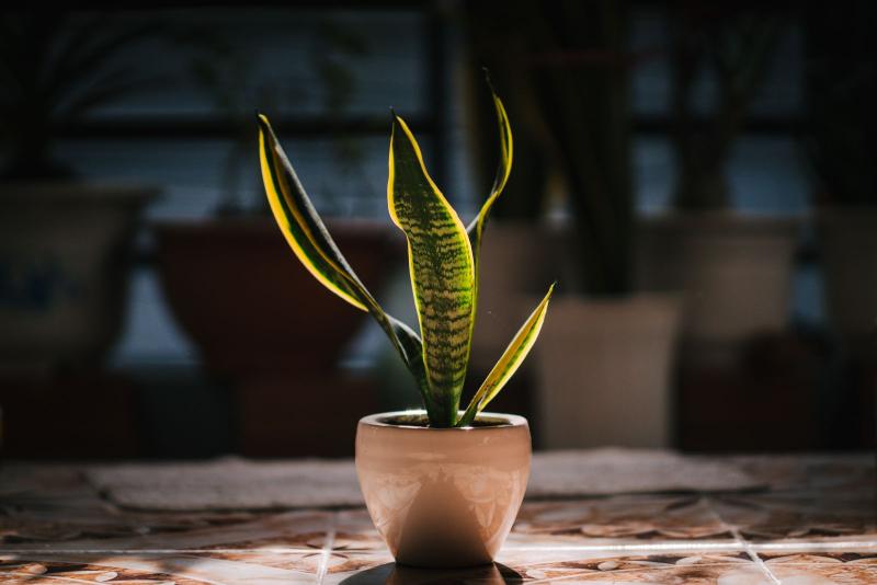 Sansevieria trifasciata joven en maceta de cerámica