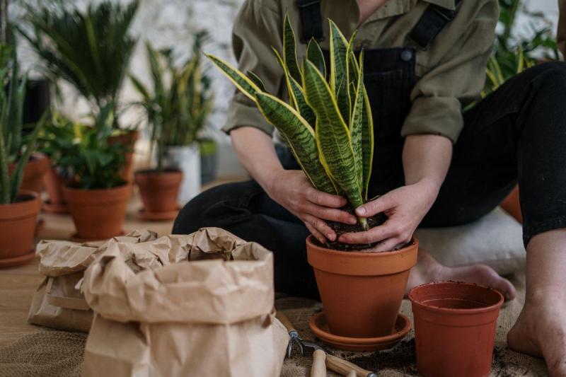 Persona trasplantando una planta de interior en una maceta