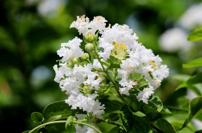 Flores blancas de árbol de Júpiter
