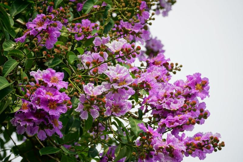 Flores moradas de árbol de Júpiter