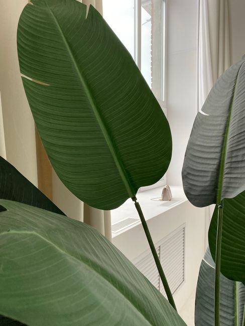 Hojas grandes de ave del paraíso en el interior de una casa, sin flor
