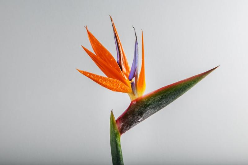 Detalle de la flor de ave del paraíso con gotas de agua