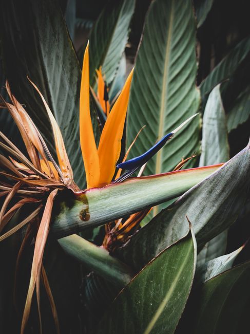 Flor de ave del paraíso (Strelitzia) entre hojas grandes tropicales