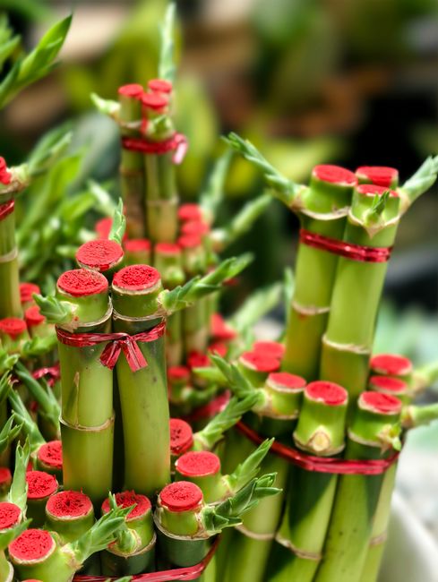 Manojo de tallos de bambú de la suerte atados con cinta roja decorativa