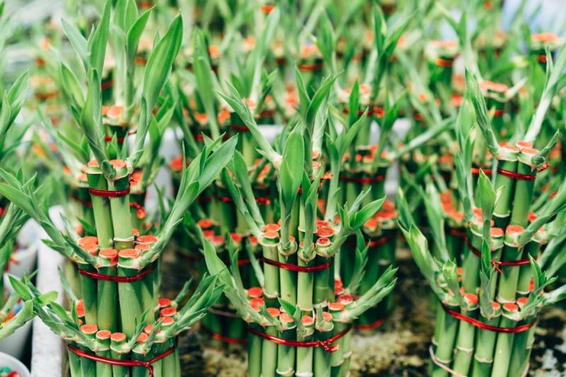 Manojos de bambú de la suerte con las puntas teñidas de rojo a la venta en un vivero