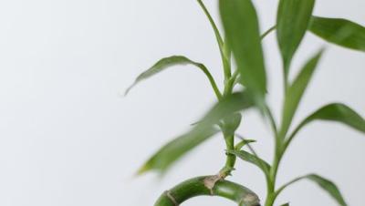 Tallo curvado de bambú de la suerte con hojas verdes sobre fondo blanco