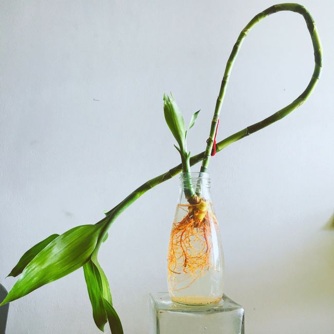 Tallo de bambú de la suerte con las raíces visibles creciendo en un jarrón de agua
