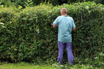 Jardinero de espaldas recortando un seto alto