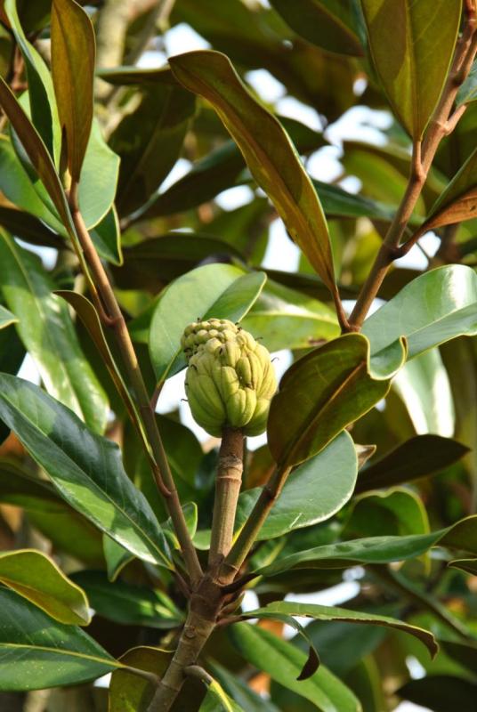 Fruto en forma de piña de la magnolia, todavía verde, antes de abrirse