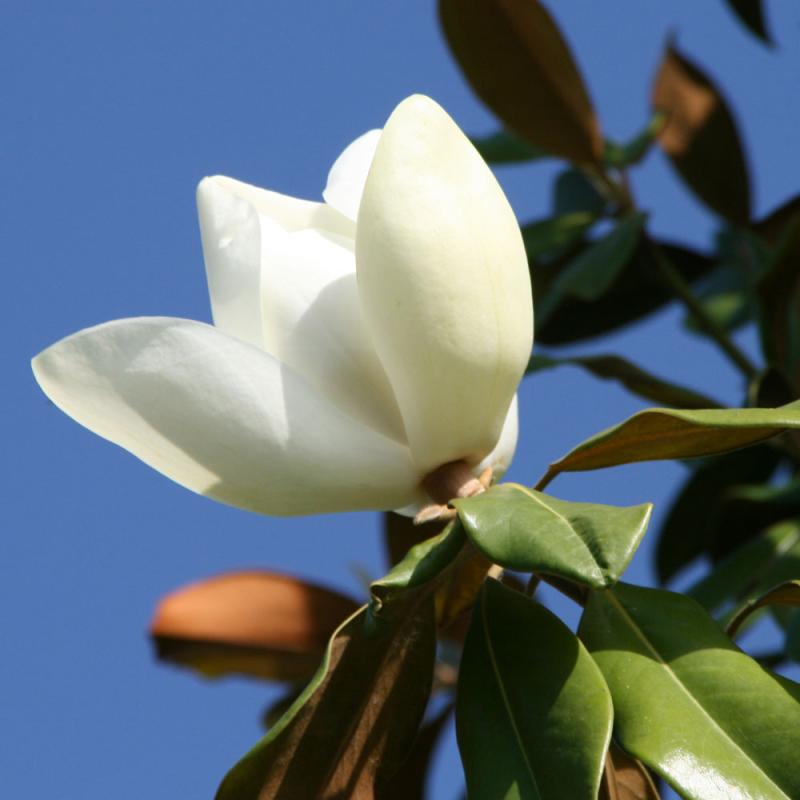 Flor blanca de magnolia grandiflora recién abierta