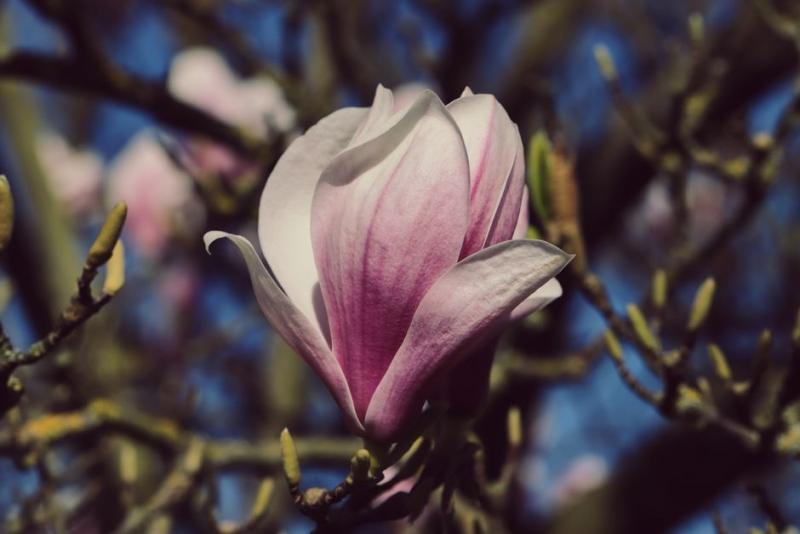 Detalle de una flor rosa de magnolio con sus pétalos gruesos