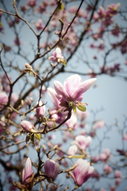 Ramas de magnolio todavía sin hojas con flores rosas abriéndose en primavera