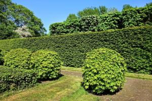 Seto largo y recto, recién recortado, en un jardín