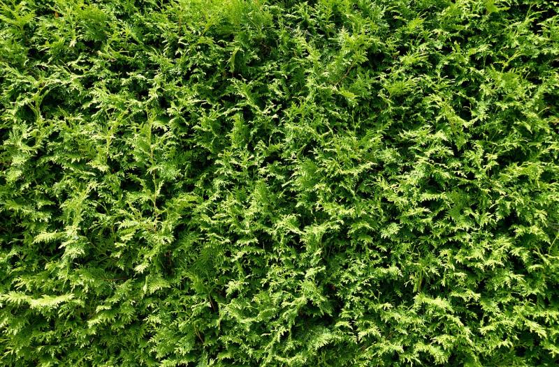 Superficie verde de un seto de tuya recortado