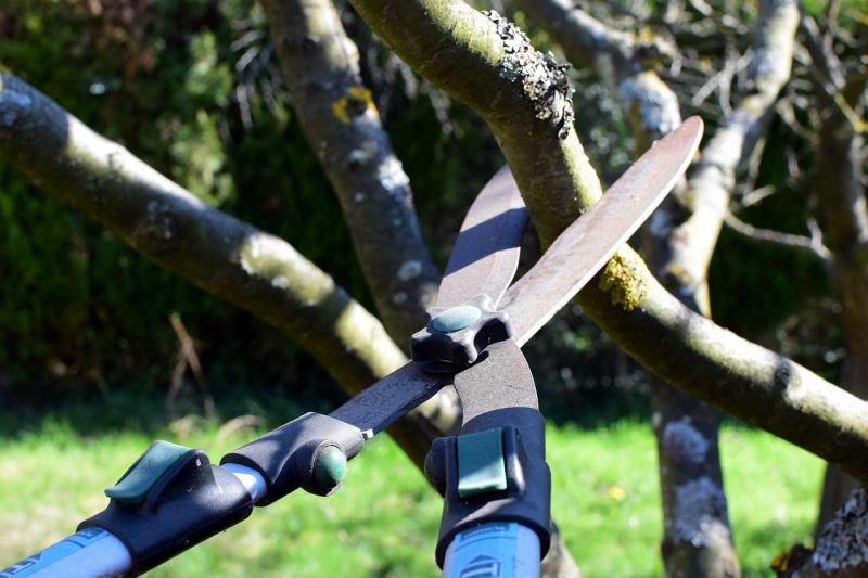Tijera de podar de dos manos cortando una rama gruesa de un árbol
