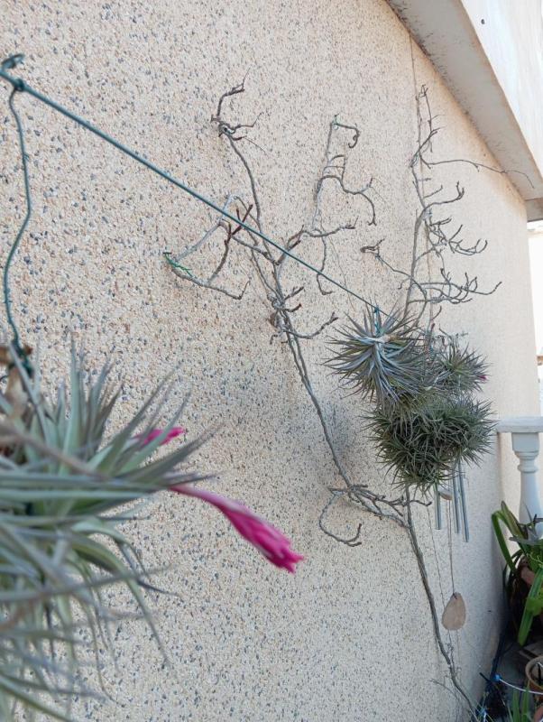 Varias tillandsias (clavel del aire) colgadas de ramas secas en una pared, sin ningún sustrato