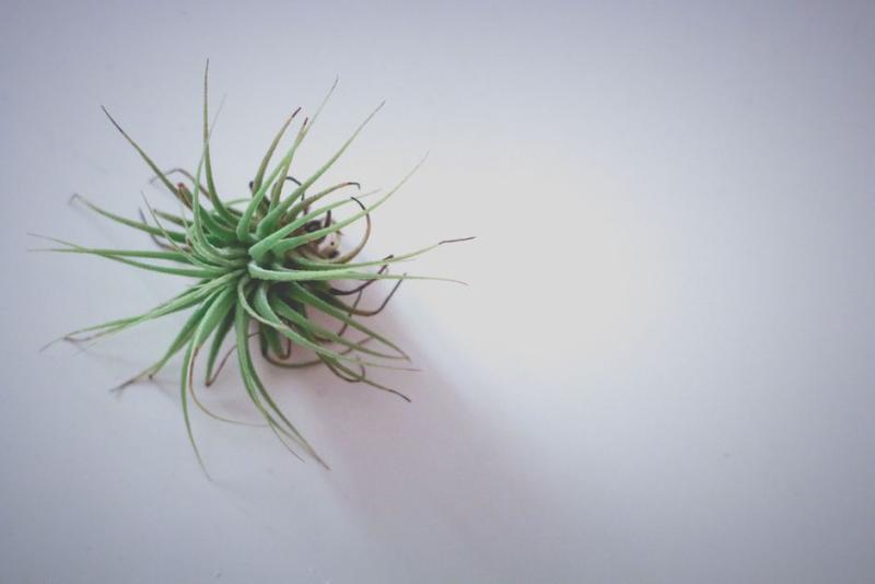 Detalle de las hojas finas y puntiagudas de una tillandsia
