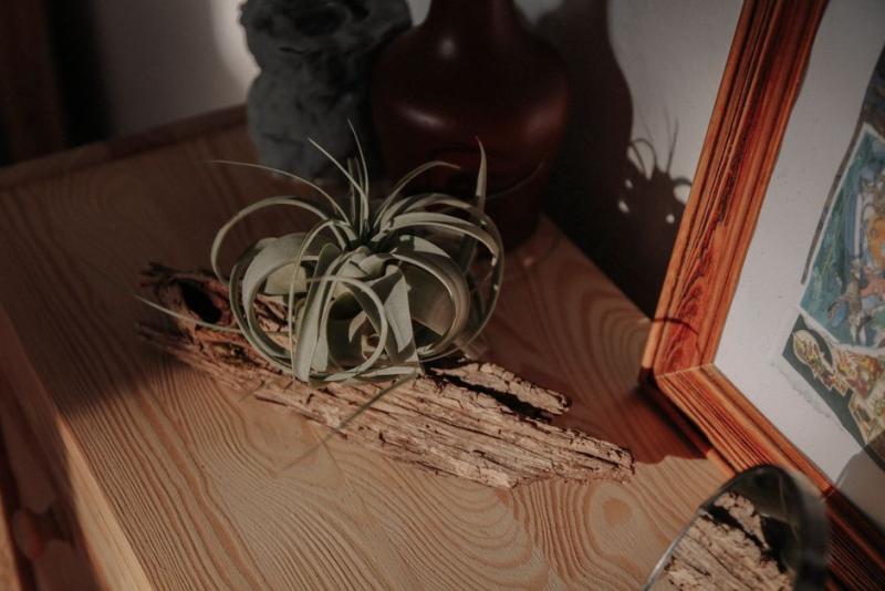 Tillandsia sin sustrato, apoyada sobre un trozo de madera
